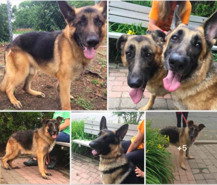 Abused German Shepherds from Franklin Lakes are in need of forever homes.