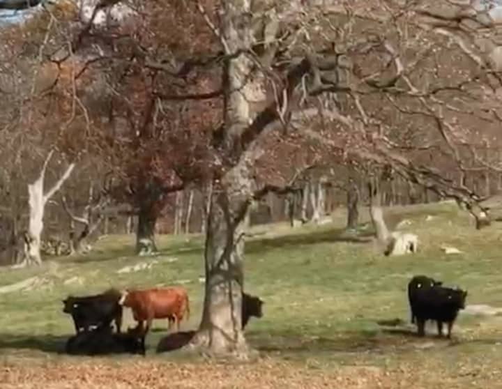 A group of cattle at Stone Barns in Pocantico Hills.