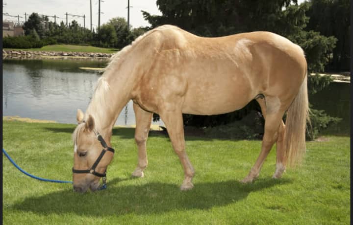 Horses should be vaccinated for West Nile Virus.
