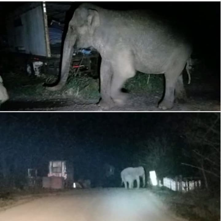 A look at the elephant after it wandering away from the sanctuary and onto a road alongside a field.