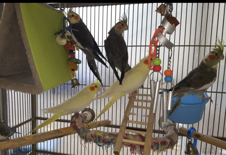 Some of the birds from the store.