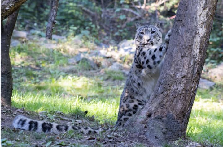 A beautiful snow leopard at the Bronx Zoo.