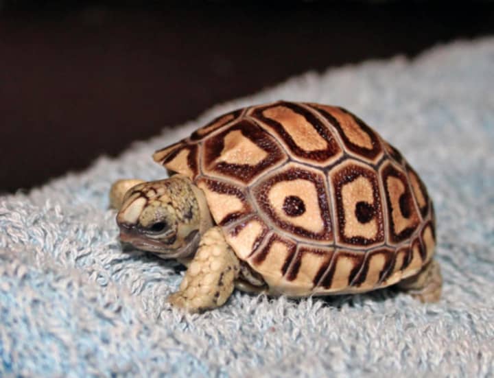 Leopard tortoise hatched at Maritime Aquarium in Norwalk on Sunday, Jan. 6