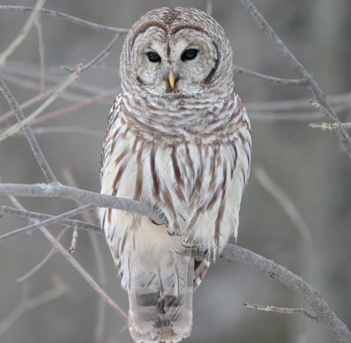 Two barred owls were struck and killed by motorists in Fairfield County.
