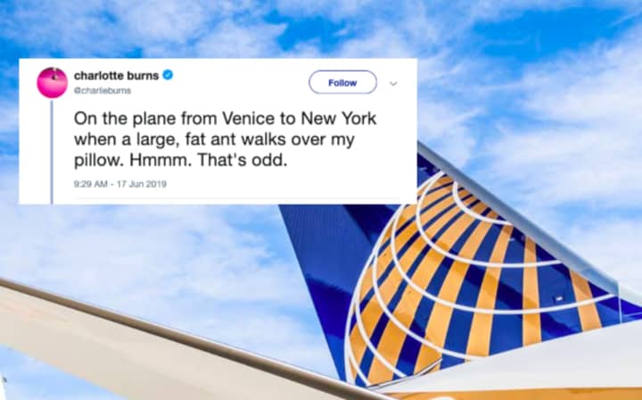 A United Airlines flight from Italy was infested with ants when it landed Monday in Newark.