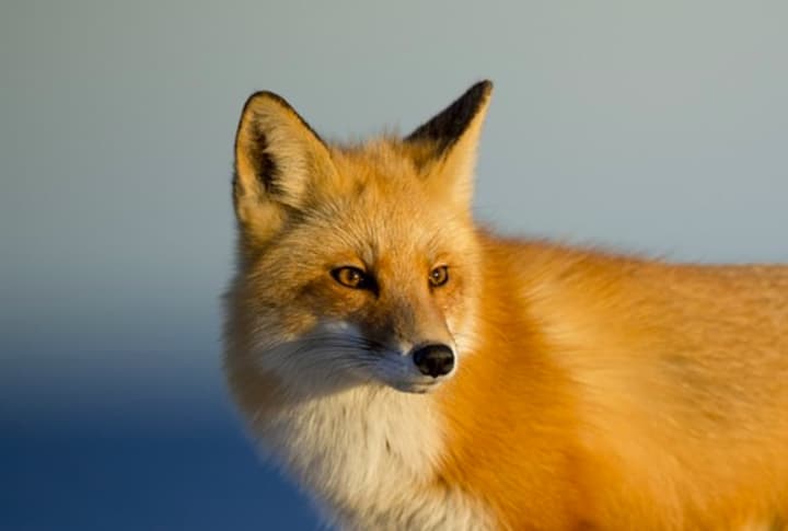 A fox attacked two people in Monmouth County over the weekend.