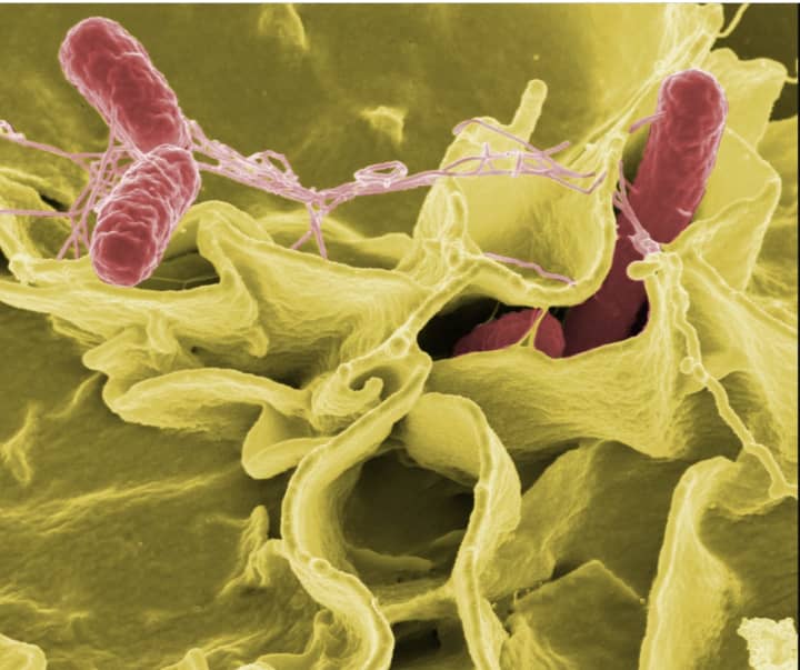Two separate salmonella outbreaks have now sickened 890 people in 48 states, according to health officials.