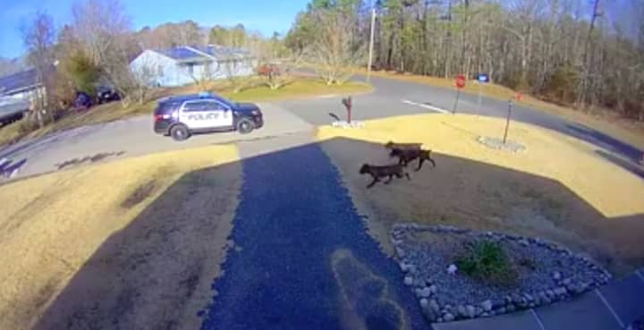Terrifying video released by Little Egg Harbor police show a pack of wild dogs attacking a local resident.