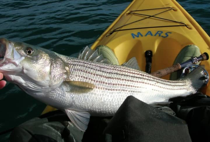 Tighter statewide regulations for striped bass fishing will soon be approved by the New Jersey Marine Fisheries Council.