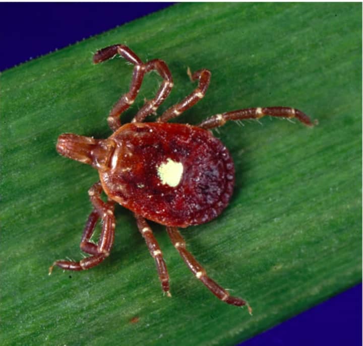 The amblyomma americanum tick, known as the lone star tick. The name comes from the white dot on the female&#x27;s back, shown here.