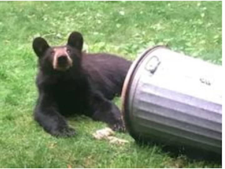 The latest bear sighting, reported on Saturday, June 27, happened in Northern Westchester in the area of Croton Dam Road, New Castle Police said.