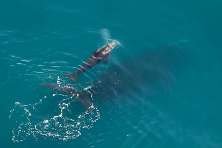 Right whale with calf off coast of Georgia in December 2019. Photo courtesy of Georgia DNR/CMARI Aerial Survey