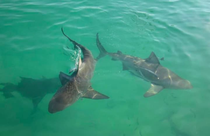 Bull sharks about this size have been spotted in the Navesink River, Rumson residents say  Paul Cameron said he has seen sharks about this size in Jersey Shore rivers. (Cameron&#x27;s photo was taken off the Bimini Big Game Club dock in Bimini, Bahamas.)