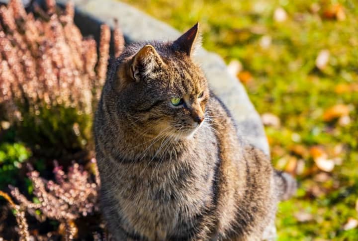 The cats were spotted near Mary Drive, Harold Terrace and Weiss Drive in Towaco and will be tested for rabies.