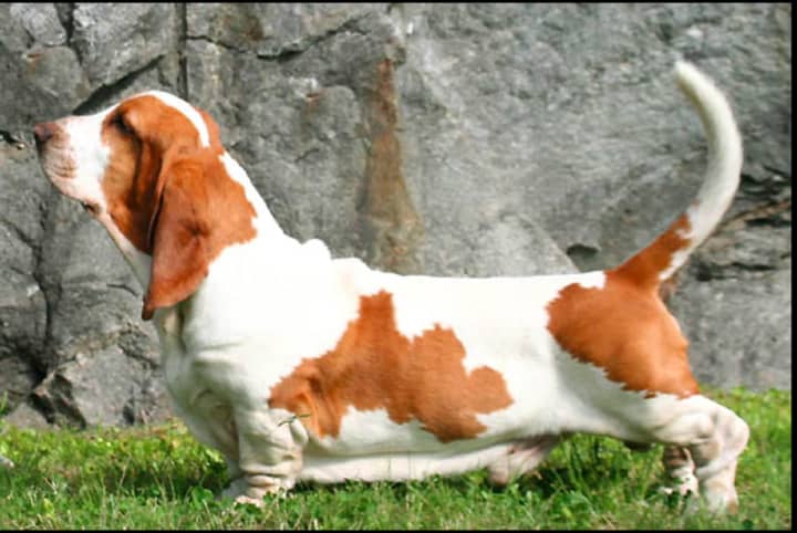 A basset hound (not the one pictured here) bit a woman in South Salem.