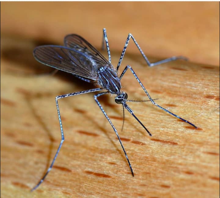Mosquitoes trapped in four Connecticut communities have tested positive for West Nile virus, state officials announced.