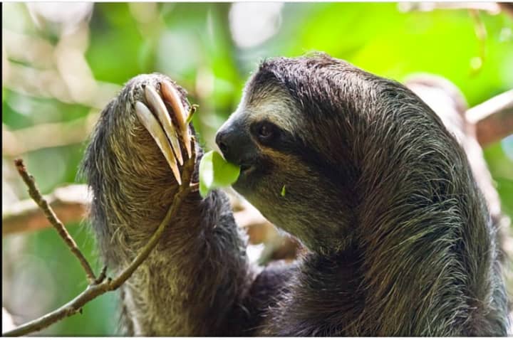 A sloth.
