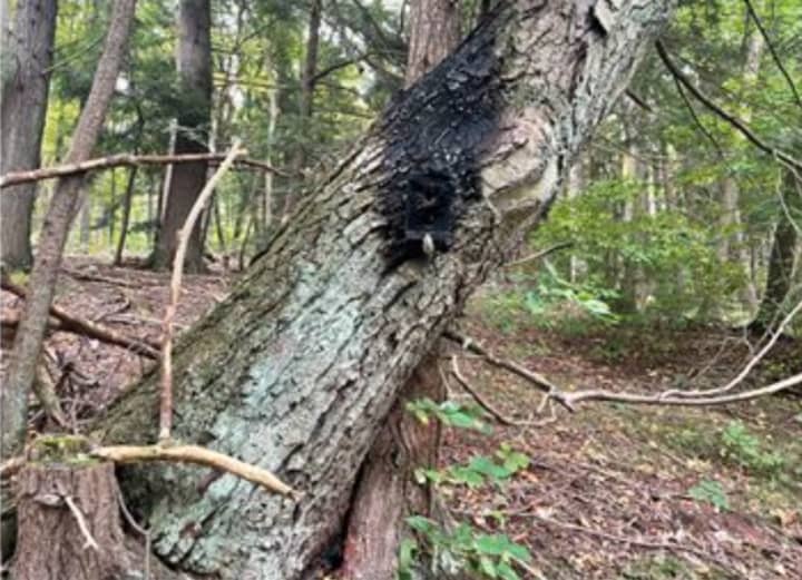 An arsonist set fire to surveillance cameras and surrounding woods at a Morris County park, according to police who are seeking clues on the culprit.
