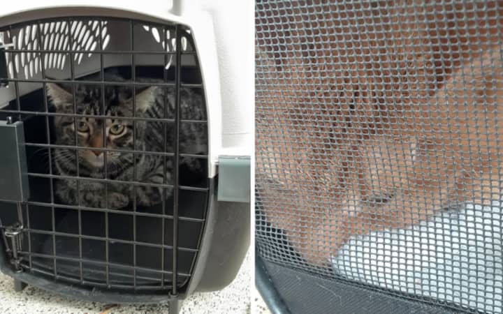 Phillipsburg Animal Control officers are seeking information after two cats were found abandoned in front of a local church.