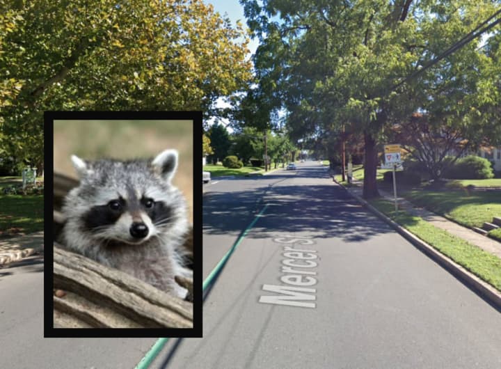 Multiple dogs were bitten by a rabies-positive raccoon on Mercer Street in Hamilton, a nearby animal shelter confirmed.