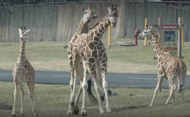 Three new baby giraffes were born at Six Flags Wild Safari this winter.