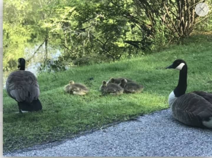 Baby goslings at a local pond.