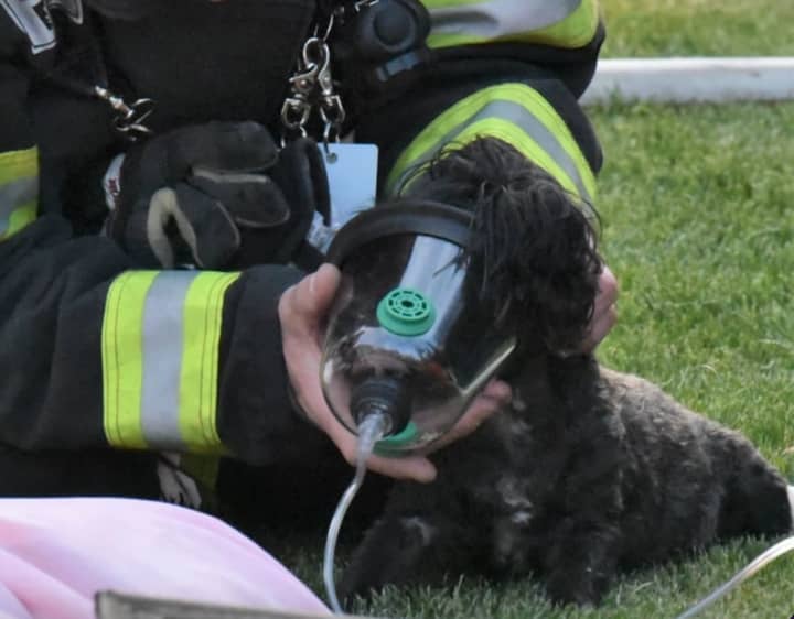 A dog trapped in a Lehigh Valley house fire was rescued and revived with Oxygen, authorities said.