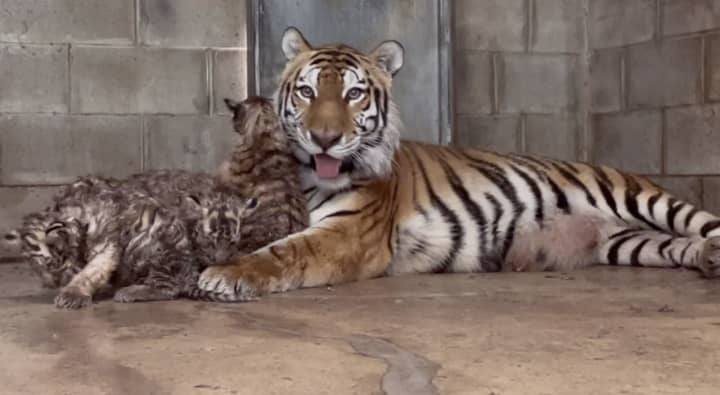 New Siberian tiger cubs with their mother, Nadya.