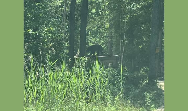This black bear was sighted in Ocean County.
