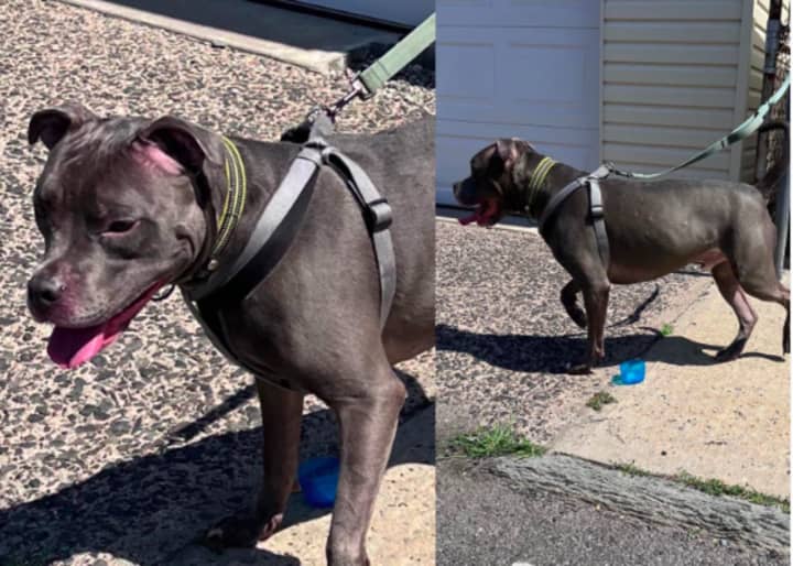 Authorities are working to determine who dumped a pitbull on a street in North Bergen.