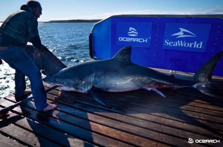 Scot, the 12-foot-long white shark, &quot;pinged&quot; in George&#x27;s Bank around 11:20 a.m., according to shark research group OCEARCH.