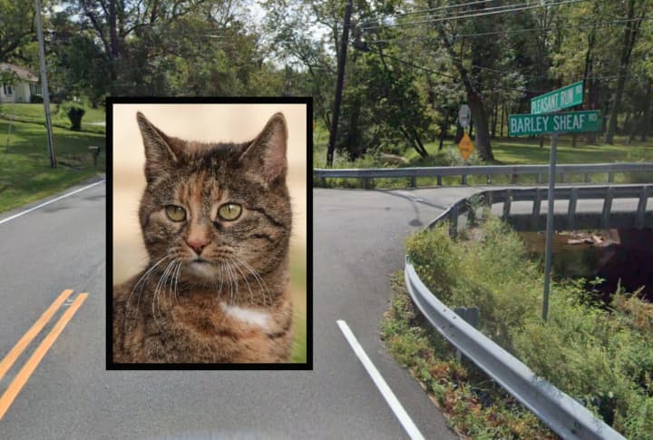 A stray cat was found near Pleasant Run Road and Barley Sheaf Road in Readington Township and tested positive for rabies on Thursday, July 14, according to the Hunterdon County Dept. of Health.