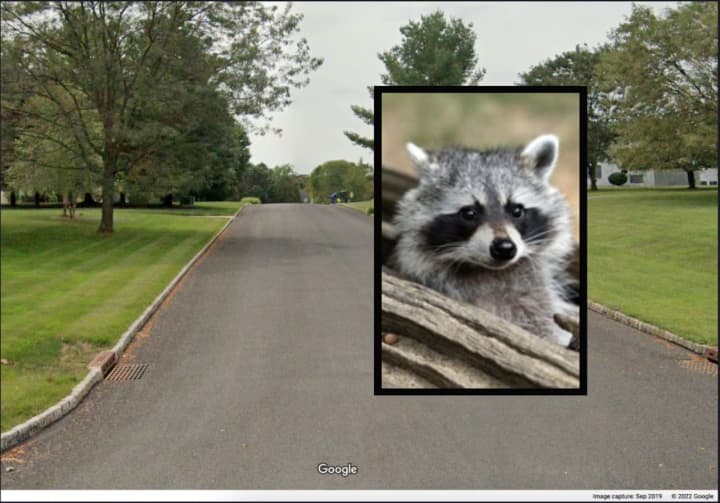 A raccoon that tested positive for rabies was found near Farmhouse Road in Alexandria Township, according to the Hunterdon County Dept. of Health.
