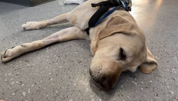 O&#x27;Hara the guide dog is also known as the &quot;Goodest Girl in STEM&quot; to thousands of TikTok viewers