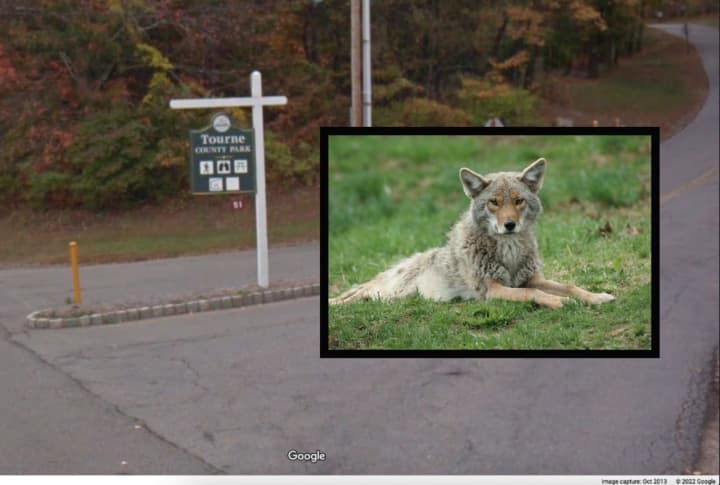 A coyote that tested positive for rabies was found at Tourne County Park, authorities said.