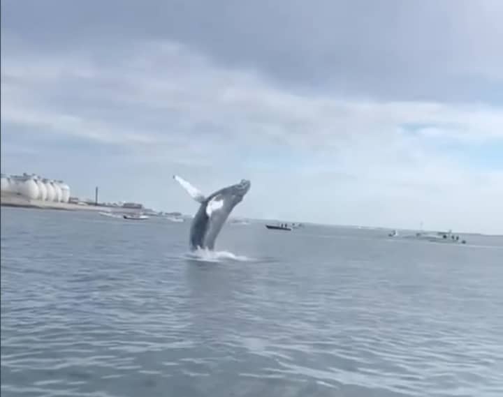 Whale watchers in Boston Harbor got a rare sight Monday morning when a humpback whale breached the water several times.