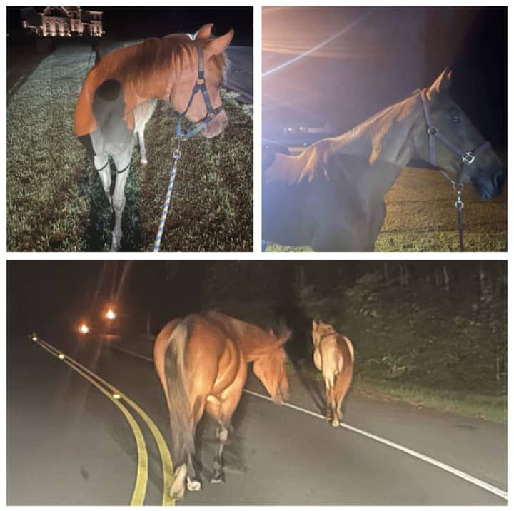 These horses were found in Calvert County.