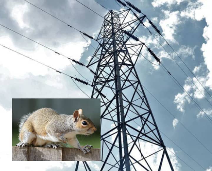 Squirrel and Substation