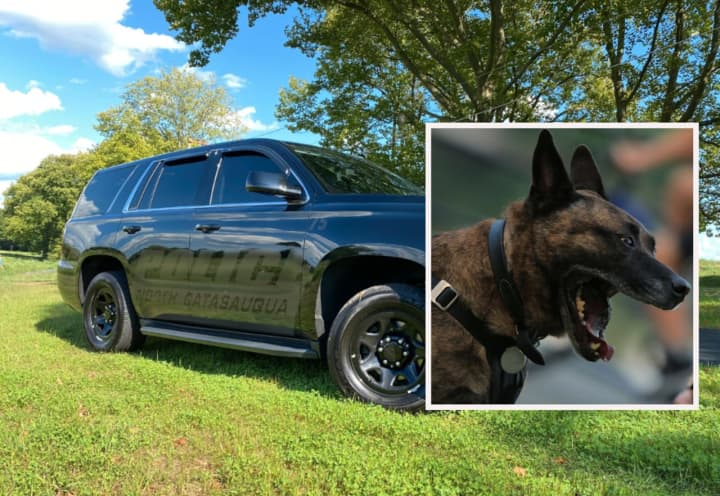 A woman was attacked and a cat killed by a pair of &quot;aggressive” dogs that are continually on the loose around the Lehigh Valley area, warn police, who are attempting to have the canines legally classified as dangerous.
