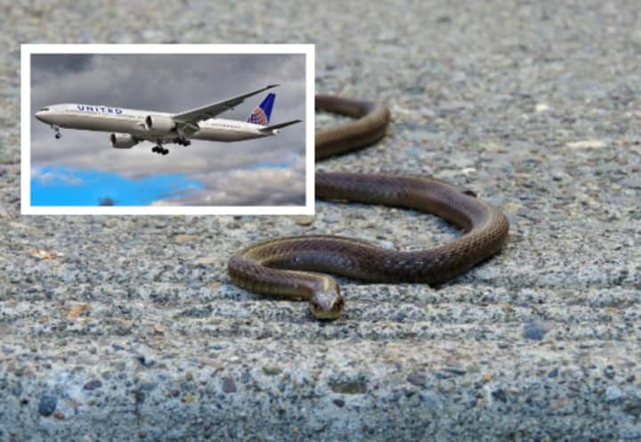A garter snake was removed from a United Airlines flight at Newark Airport, reports say.