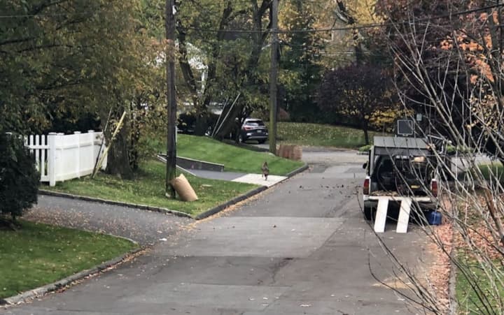 A coyote was spotted in a neighborhood in Rye in the area of Osborn Road and Woods Lane, police said.