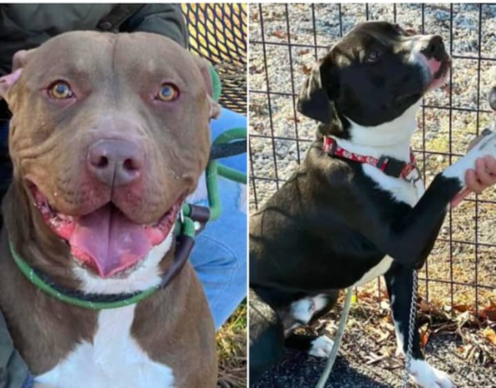 Some of the dogs rescued from the nightmarish conditions at &quot;Crazy Ladies Rescue&quot; in Ocean County are ready for adoption, officials say.