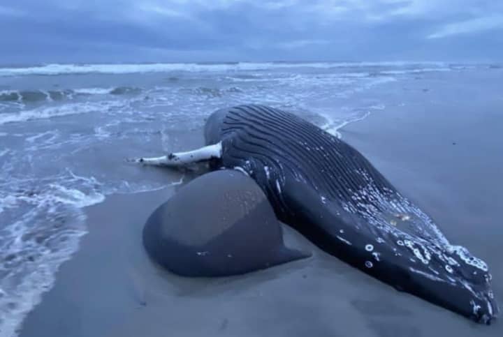A dead humpback whale washed up in Brigantine.