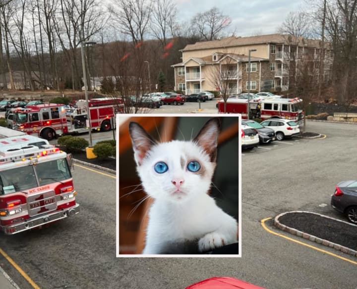 Mount Tabor Fire Department response on Harry and Judy Drive in Parsippany (Not actual cat)