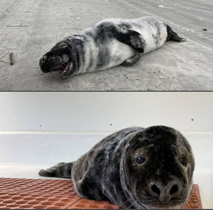 The gray pup seal when he was stranded and with his new fur coat this week.
