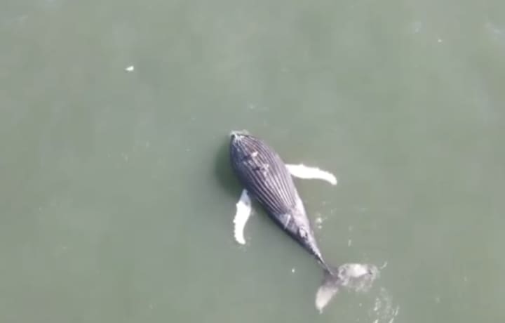 A dead whale floating along the Jersey Shore.