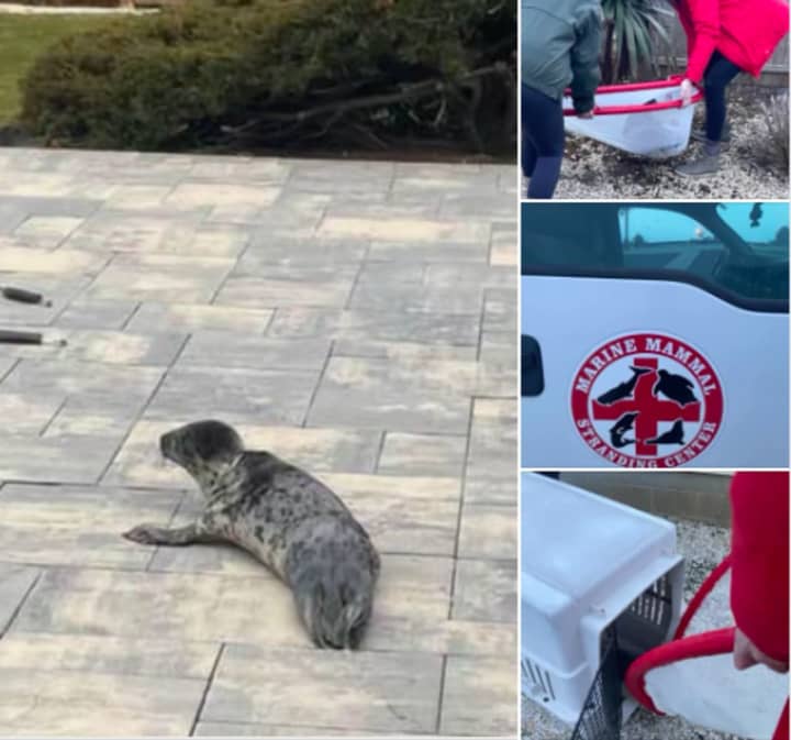 Rescuers saved a seal who tried to cross a busy New Jersey highway.