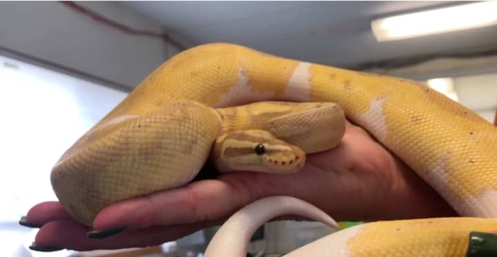 The snake seized from a Jersey City high-rise.