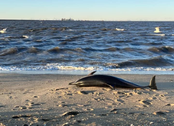 Dead dolphin at Leonardo State Park
