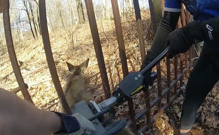 A passerby and a police officer had to use a hydraulic spreader to free a deer that had become stuck in an iron gate in Bedford.